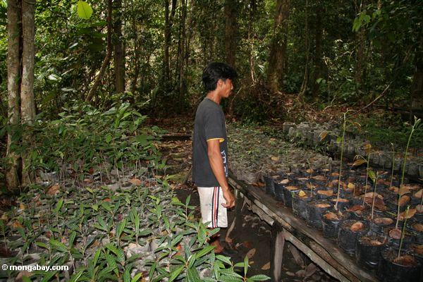 крестьянин работает на лесовосстановление проекта в Танджунг сдачи национальный парк