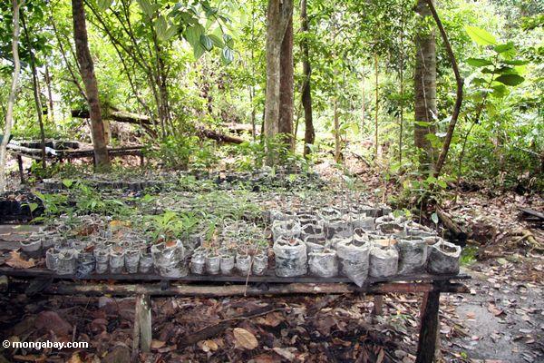 国立公園を入れタンジュンの植林事業で熱帯雨林の木の苗