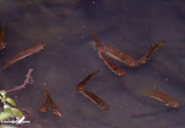 Killifish im kleinen blackwater Teich im Torfsumpfwald von Borneo