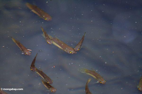 Killifish im kleinen blackwater Teich im Torfsumpfwald von Borneo
