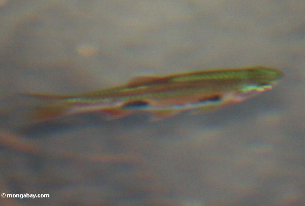 Cyprind im kleinen blackwater Teich im Torfsumpfwald von Borneo