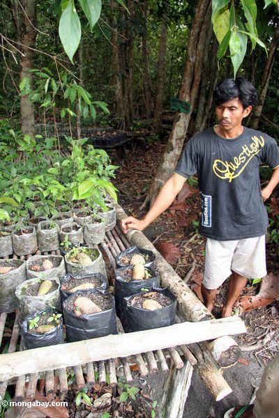 Dorfbewohner beschäftigt als Erhaltung Arbeiter an einem Aufforstungprojekt Tanjung Puting im Nationalpark