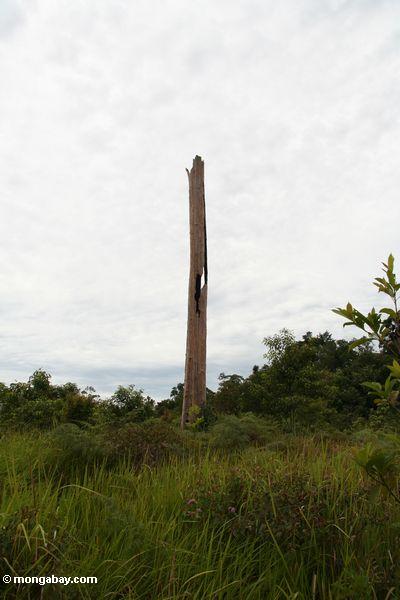 Stumpf des ehemaligen überdachungbaums in entwaldetem Bereich