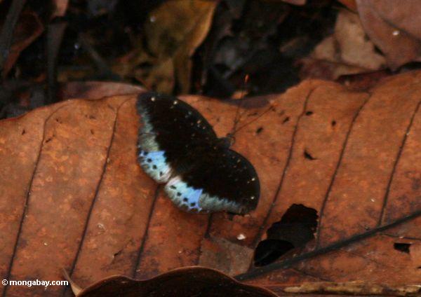 Schwarzer Schmetterling mit den blauen Flügelabschnitten, stehend auf einem gefallenen Blatt auf dem Waldfußboden