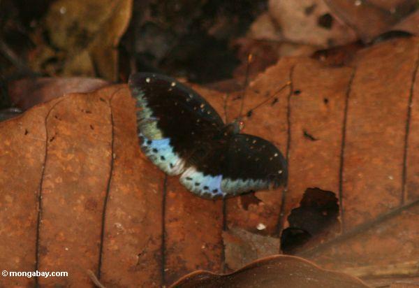 Schwarzer Schmetterling mit den blauen hinteren Flügelabschnitten, stehend auf einem gefallenen Blatt