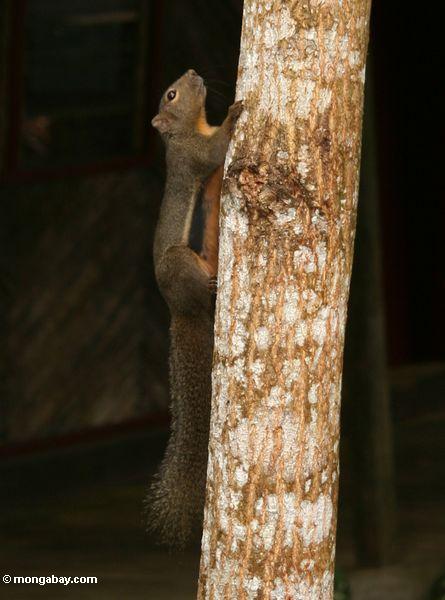 Borneo Waldeichhörnchen