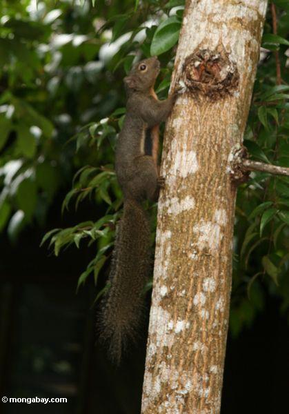 Borneo Waldeichhörnchen mit dem orangish Bauch