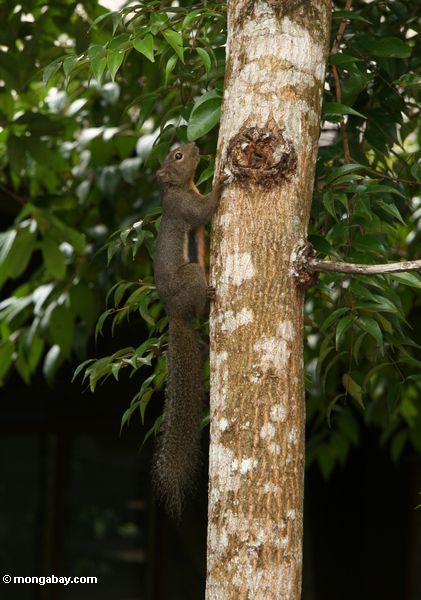 Borneo Waldeichhörnchen mit orangish Bauch anda Schwarzband entlang seiner Flanke