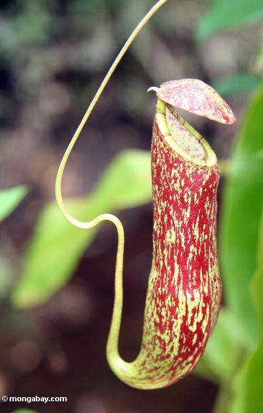 Rote Kannenpflanze (Nepenthes rafflesiana)