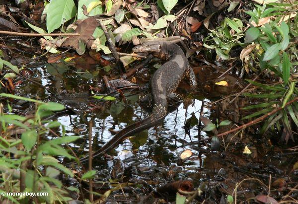 Wassermonitor (Varanus salvator) seine Weise durch den Borneo Sumpfwald Kalimantan