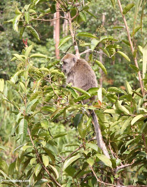 Lang-angebundenes macaque (Macaca fascicularis) in einem Obstbaum