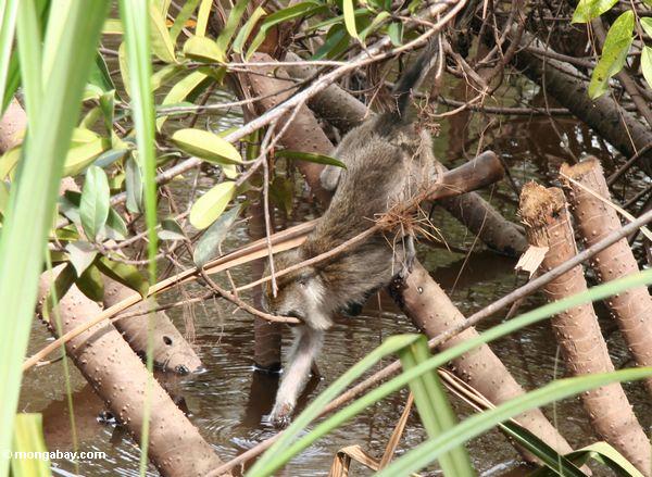 Cynomolgus Affe/macaque (Macaca fascicularis) seine Hand höhlend, um von einem Fluß Kalimantan