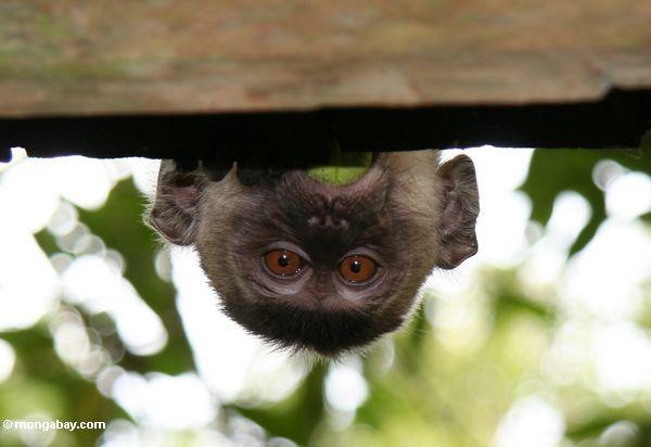 das Lang-angebundene macaque (Macaca fascicularis) spähend über ein Dach so nur sein Kopf ist sichtbares
