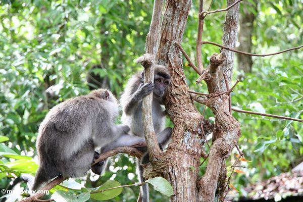 Lang-angebundenes macaque, das nach Parasiten im Pelz seines Partners Kalimantan