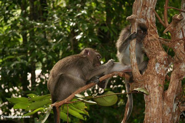 Lang-angebundenes macaque Sammeln durch den Pelz eines Freunds