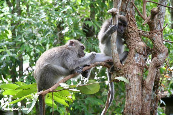Lang-angebundenes macaque Sammeln durch den Pelz eines anderen macaque