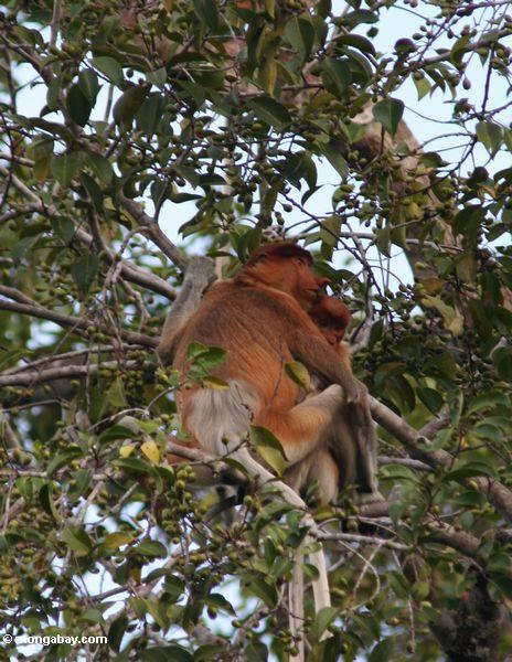 хоботок обезьян huddled в плодовых деревьев