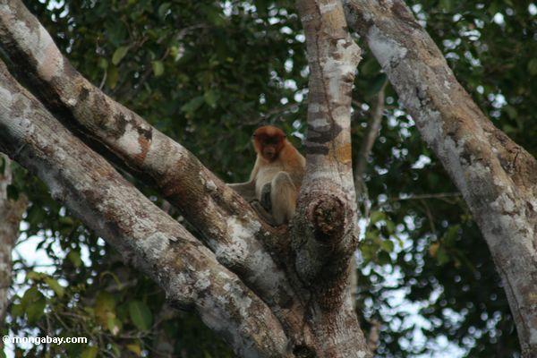 хоботок обезьяна в дерево