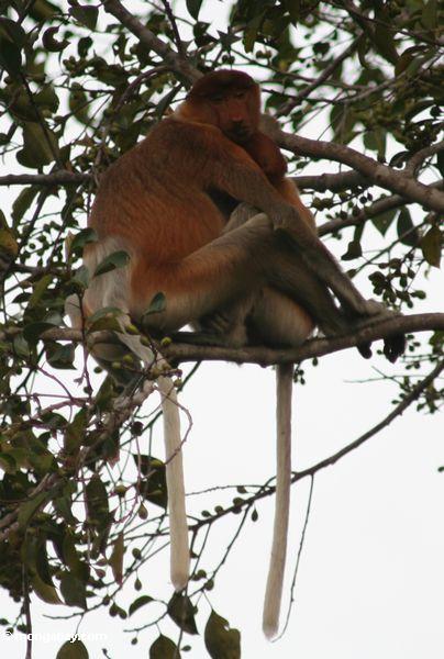 хоботок обезьян huddled в дерево