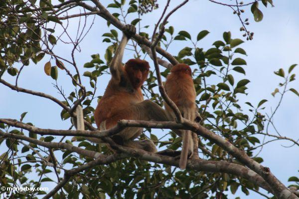 Männlicher Proboscisaffe des Erwachsenen mit jungem Affen