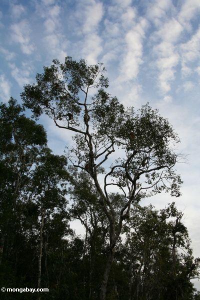 Überdachungbaum mit Proboscisaffen