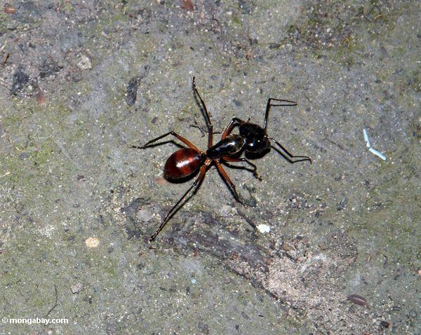 ボルネオの熱帯雨林で大アリ