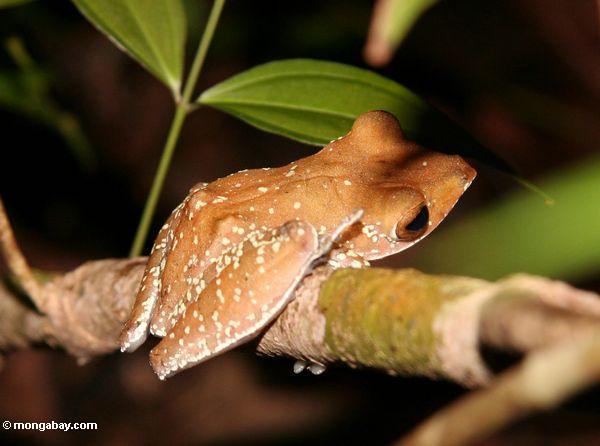 Baumfrosch im Borneo Regenwald