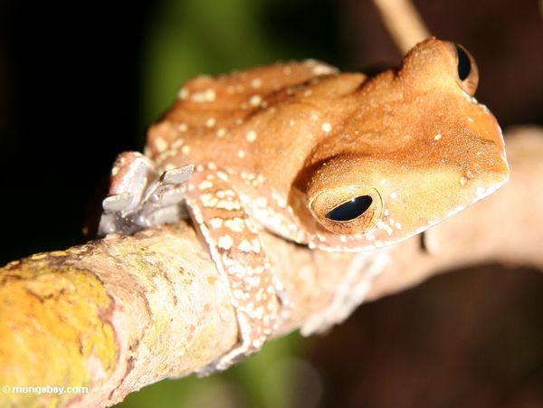 Baumfrosch im Borneo Dschungel