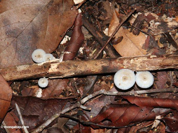 Weiße Pilze, die um das Verrotten hölzernes Kalimantan