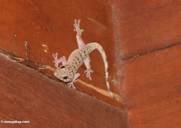 Hemidactylus Geckosorte mit schwarzen Markierungen