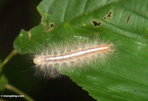 Caterpillar mit weißem Streifen hinunter seinen Dorn