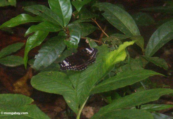 Schwarzer Schmetterling mit weißen Markierungen