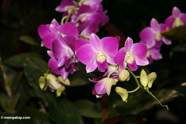 Lavendelorchideen