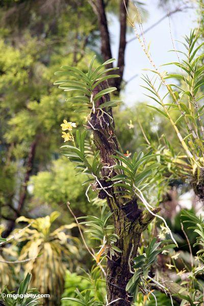 Gelbe Orchideen, die auf Baumstumpf Singapur