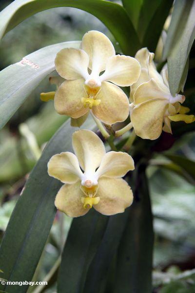 Elfenbeinfarbene Orchideen