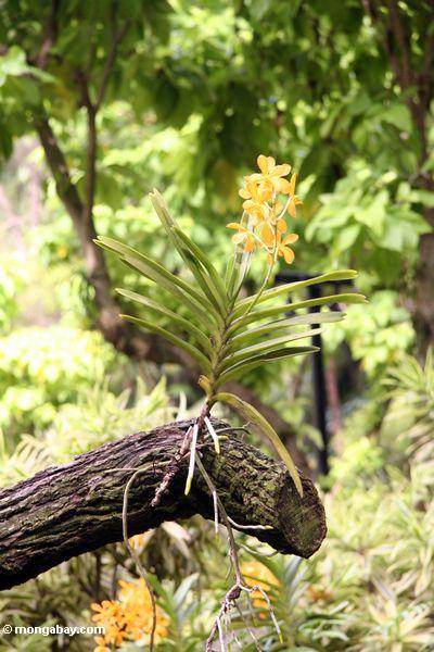 Orange Orchideen