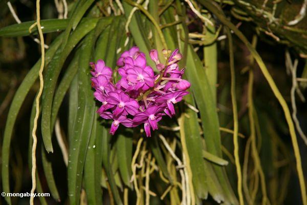 Purpurrote Orchideen