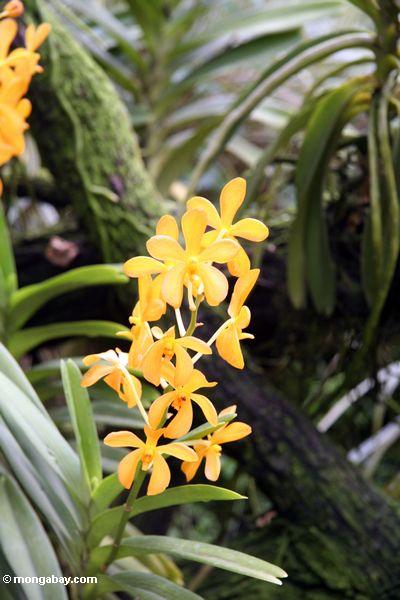 Orange Orchideen