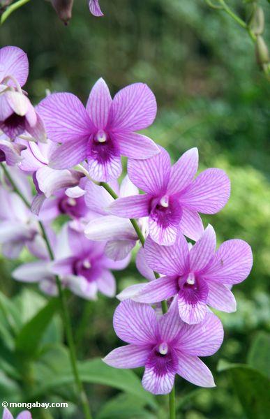 Purpurrote Orchideen