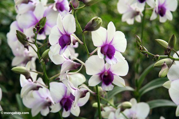 Purpurrote und weiße Orchideen
