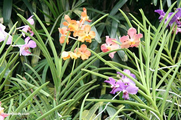 Rosafarbene, orange und purpurrote Orchideen