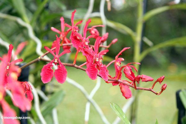Rote Orchideen