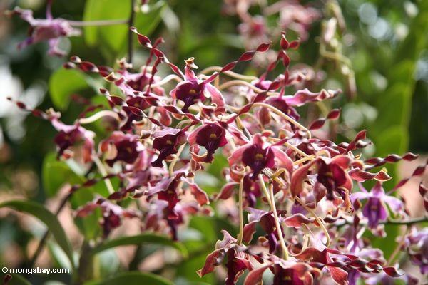 Kastanienbraune Orchideen