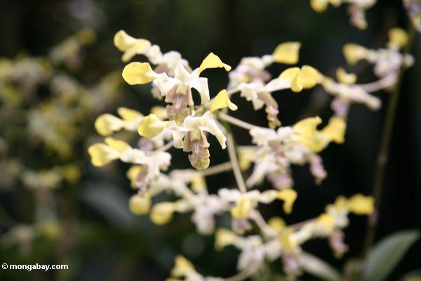 Weiße und gelbe Orchideen