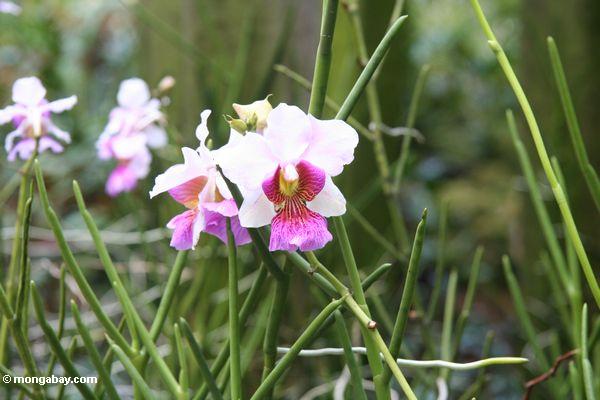 Weiße und rosafarbene Orchidee