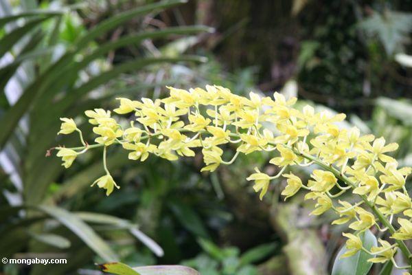 Gelbe Orchideen