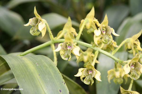 Gelbe und purpurrote Orchideen