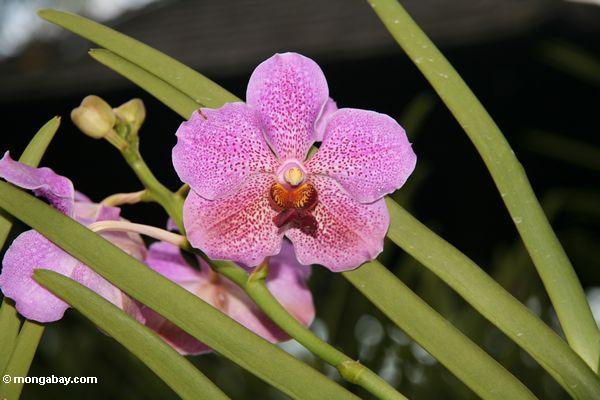 Pinkish Orchideen mit rötliche Punkte