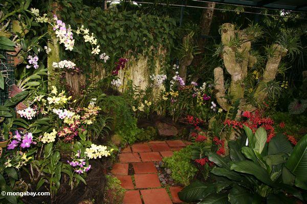 Orchideegarten