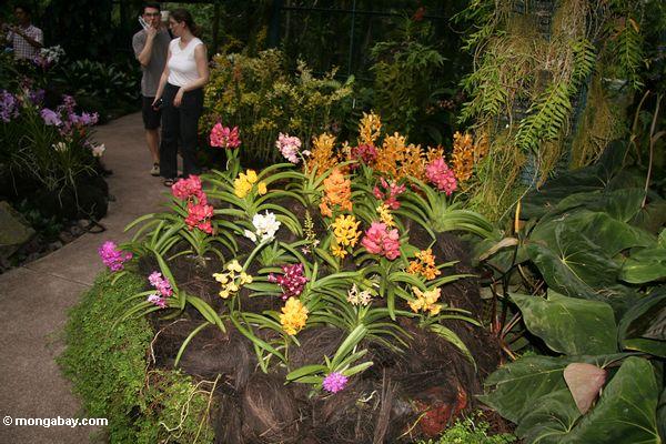 Orchideegarten